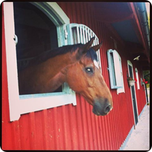 Photo: Så har han fått somna in vår fina Big ❤ I lugn och ro här hemma på gården. En Stor häst med ert stort hjärta!  Älskar dig gubben......