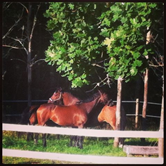 Photo: Morgonmys p&aring; Ekdal ❤