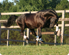 8.20.08-stallion-book-464.jpg