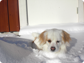 cat-end-dog-029.JPG